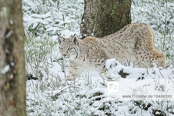 Europäischer Luchs (Lynx lynx) läuft im Schnee  Wald  Bayern  Deutschland  Europa