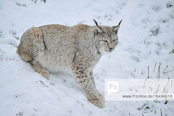 Europäischer Luchs (Lynx lynx) im Schnee sitzend  Wald  Bayern  Deutschland  Europa