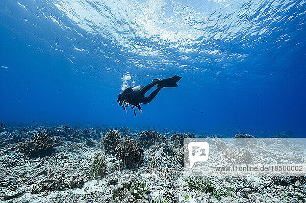 Diver exploring a reef at Banda Sea / Indonesia
