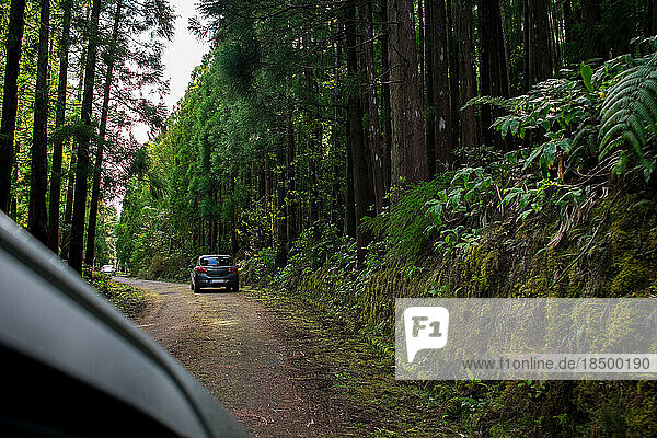 A car crosses a road through a forest in Azores