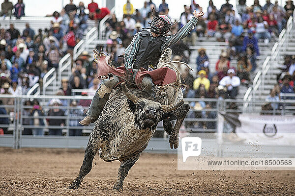 A bull rider tries to hold on during the rodeo bull riding event