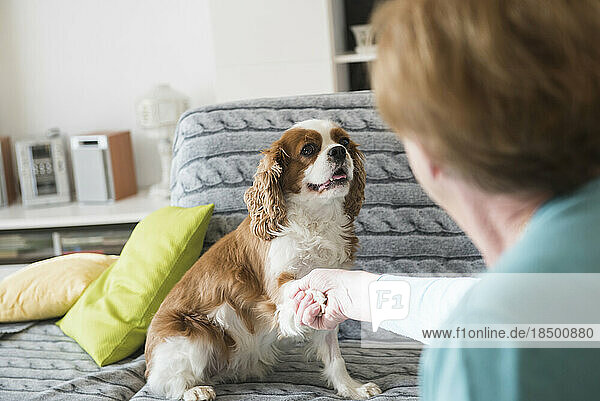 Old woman holding pet dog's paw sitting on sofa at home