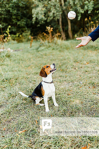 Walking and playing with a beagle in the park in autumn