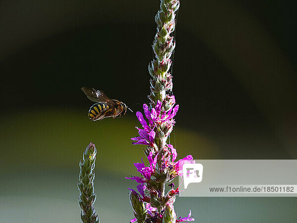 Hornet flying over a plant to eat the nectar and pollinate it