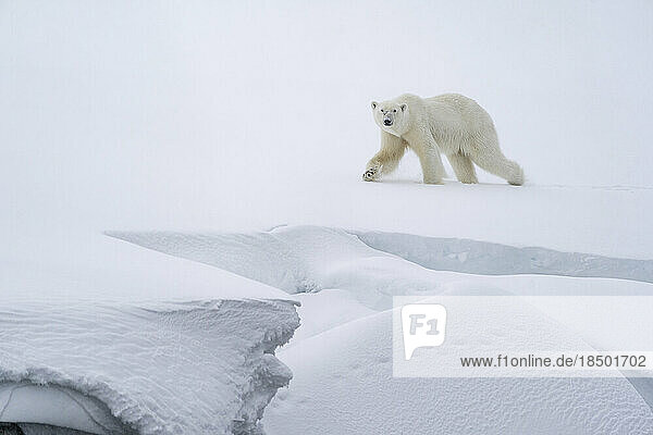 Polar bear walking in the snow on a ledge  along the coast