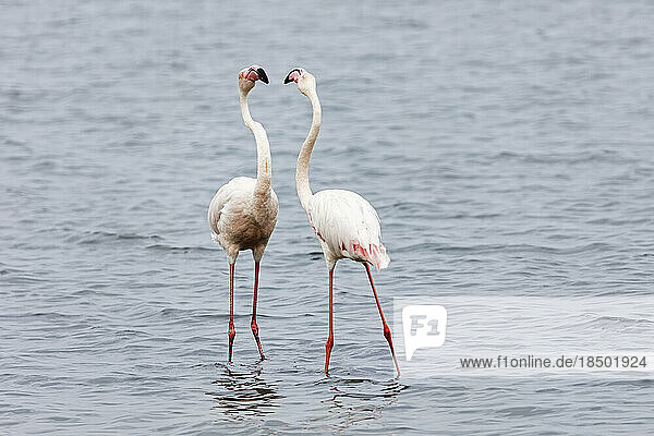 Flamingos on Walvis Bay  Namibia  Africa