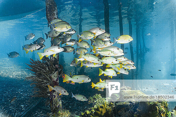 a group of sweet lips are shoaling underneath a jetty in Raja Ampat