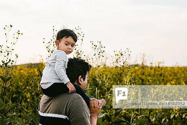 Hispanic toddler boy rides Dad shoulders through flower field