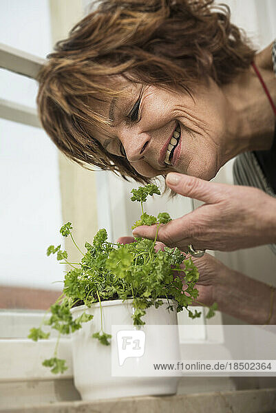 Senior woman picking parsley plants on window sill at home and smiling  Munich  Bavaria  Germany