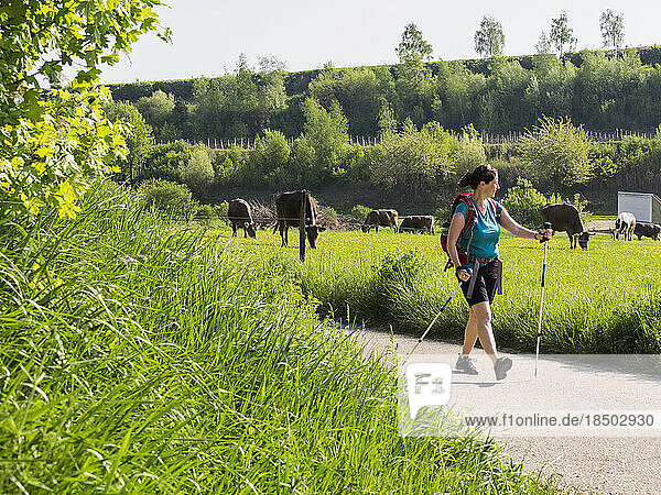 Woman hiking on asphalt road through meadow with cows grazing near Eichstetten  Baden-Württemberg  Germany