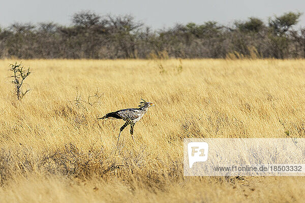 Secretary bird at Etosha National Park  Namibia  Africa
