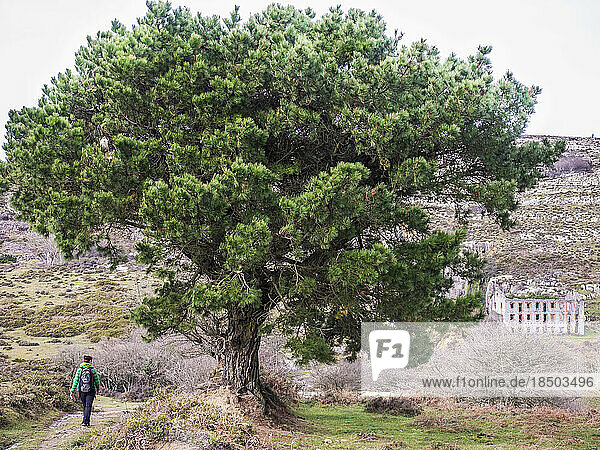 Woman passing a pine tree during hiking tour