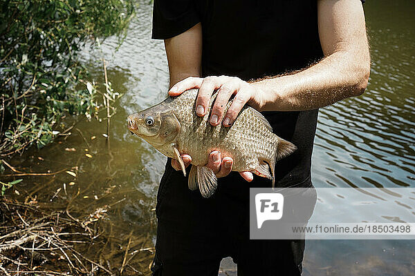 Freshly caught carp in the hands of a fisherman close-up