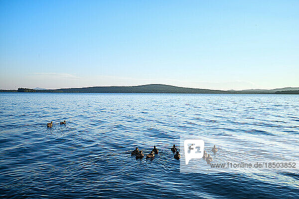 Family of ducks swimming in lake