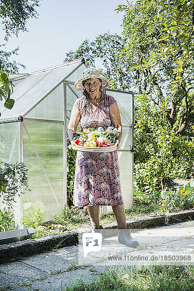 Senior woman with a basket of harvested vegetables in a garden  Altötting  Bavaria  Germany