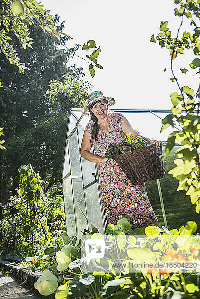 Woman with a basket of chard leaves in garden  Altötting  Bavaria  Germany