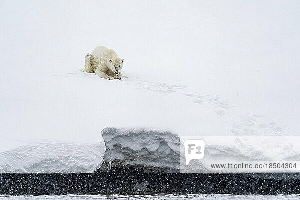 a polar bear is sitting in the snow near the shore