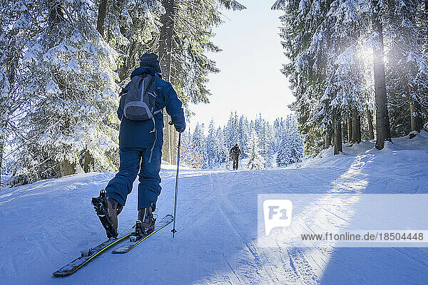Ski touring in forest  Bavaria  Germany