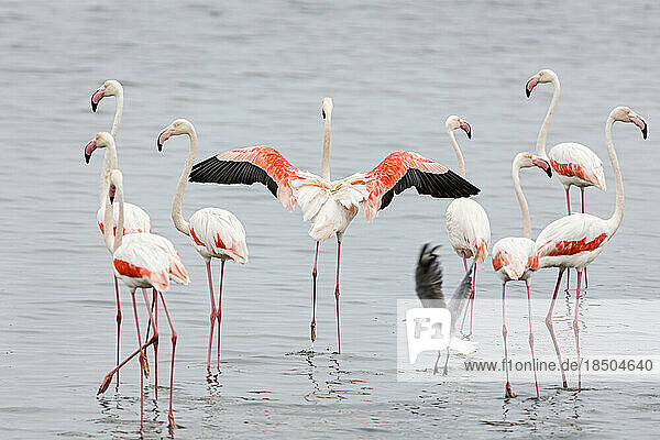 Flock of Flamingos on Walvis Bay  Namibia  Africa