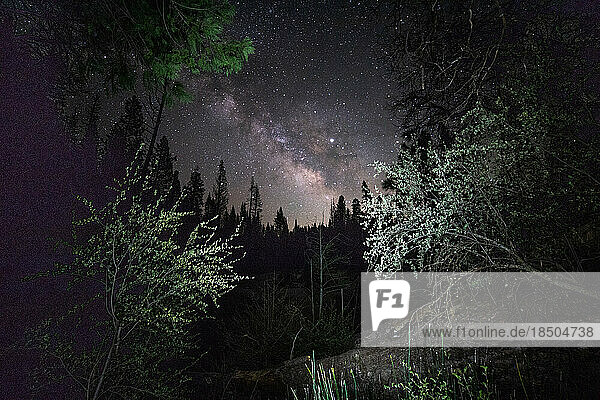 Milky Way sky framed between wilderness trees in foreground.