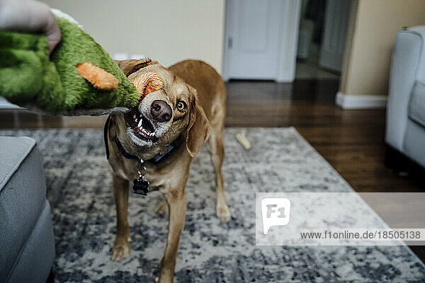 Medium Brown Dog Biting Toy Playing Tug of War with Owner