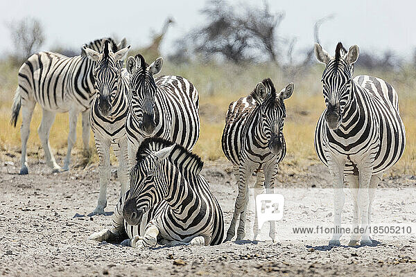 Zebras on sand at Etosha National Park  Namibia  Africa