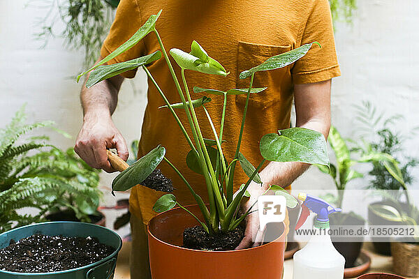 Man repotting green plant (Monstera Deliciosa)