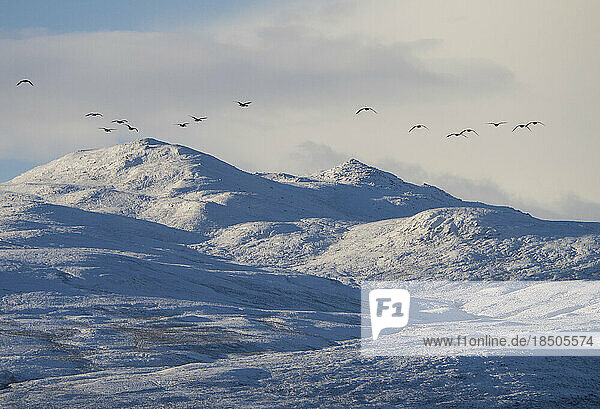 Greylag Geese over winter mountain landscape in the Scottish Highlands