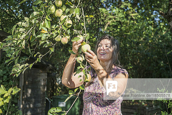 Senior woman harvesting green apple  Altötting  Bavaria  Germany