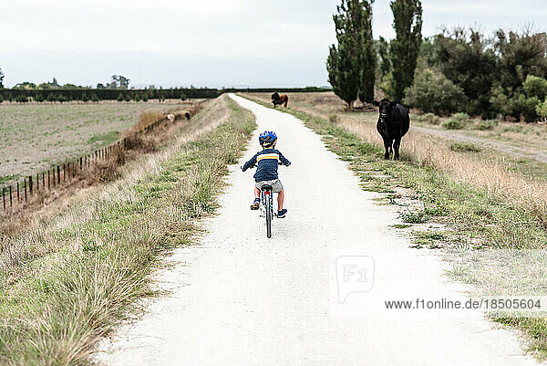 Preschooler riding a bike on a path next to a cow