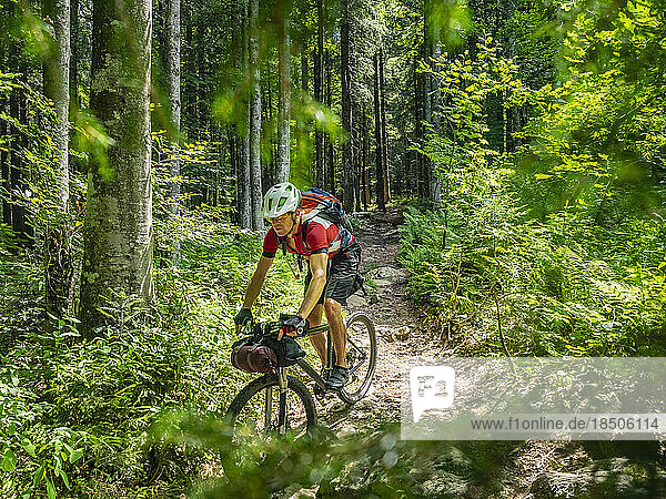 Mountain biker riding amidst woods of Black forest  Hinterzarten  Baden-Württemberg  Germany