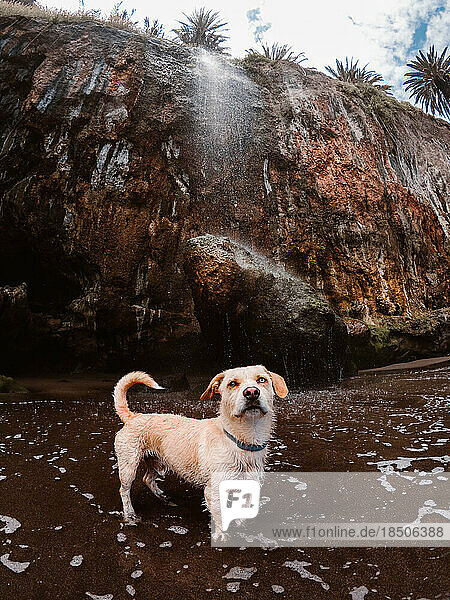 Dog on the beach under a waterfall