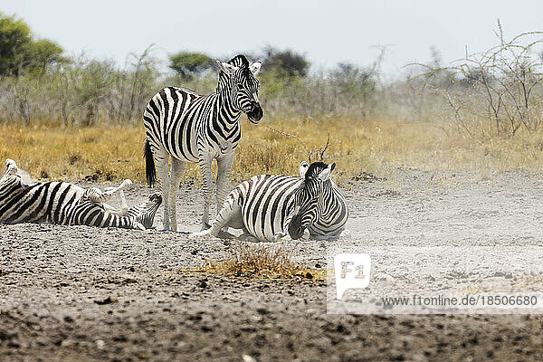 Zebras on sand at Etosha National Park  Namibia  Africa