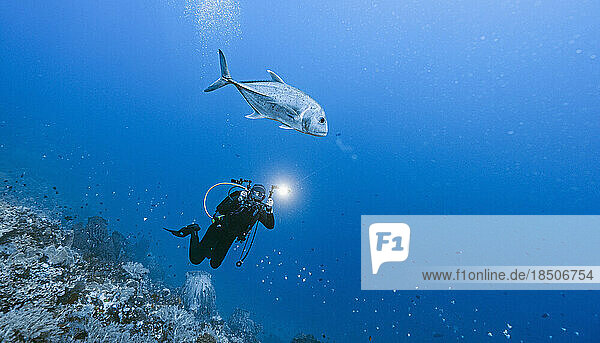 diver taking a picture of a trevally fish at Banda Sea / Indonesia