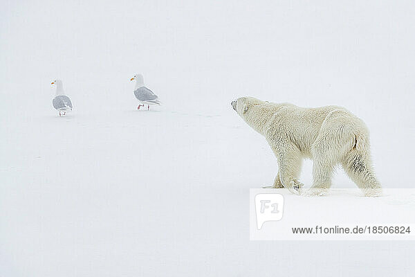 a polar bear walks on the snow and two seagulls walk in front of him