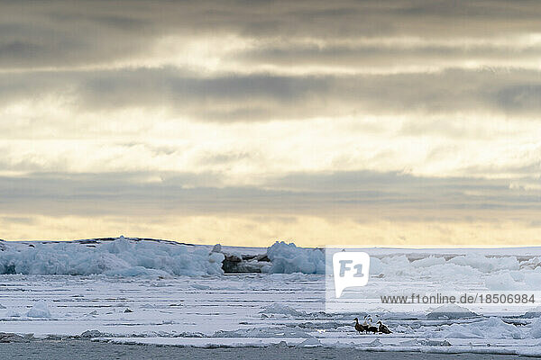 At the end of the day a group of Eider is on the edge of the pack ice