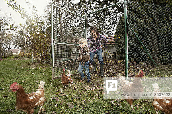 Father and son are tracing chicken at farm  Bavaria  Germany