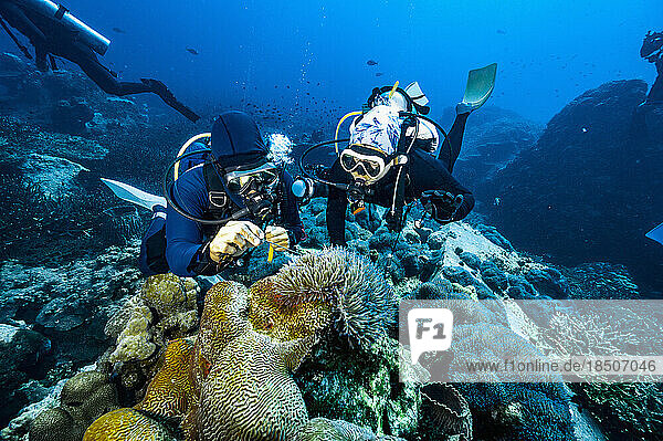 diver examining coral in the clear water of the Gulf of Thailand