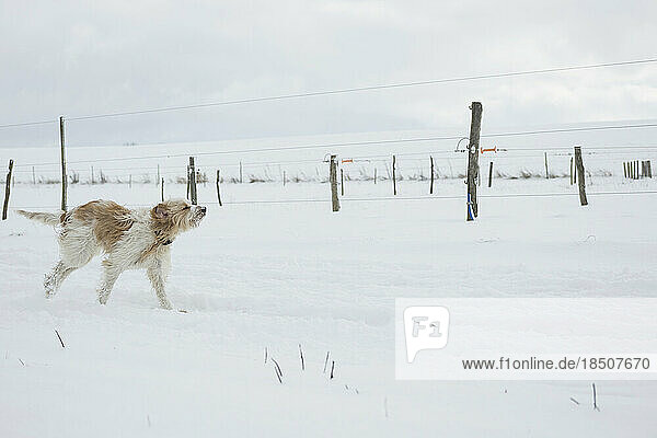 Dog running in snowy landscape in winter  Bavaria  Germany