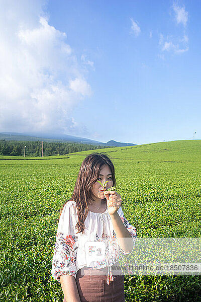 in the green tea field