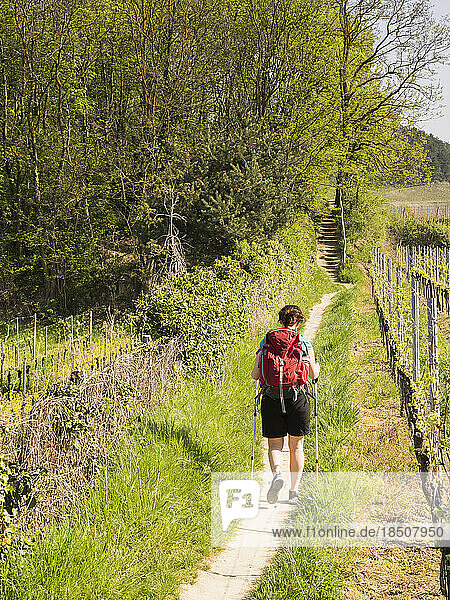 Woman hiking on narrow footpath through vineyard terraces  Baden-Württemberg  Germany