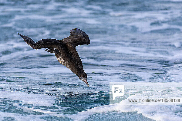a young gannet is about to dive into the sea