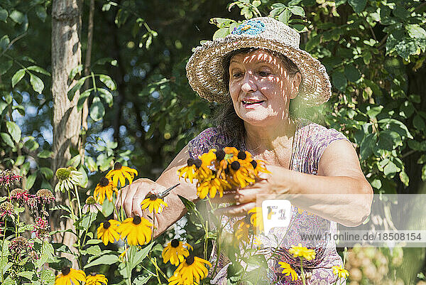 Senior woman pruning echinacea flowers in garden  Altötting  Bavaria  Germany