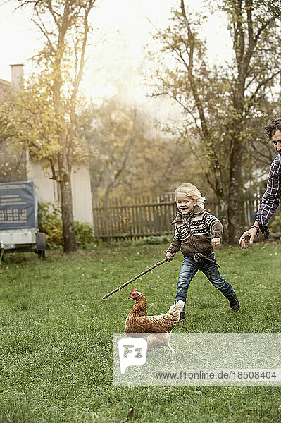 Father and son are tracing chicken at farm  Bavaria  Germany