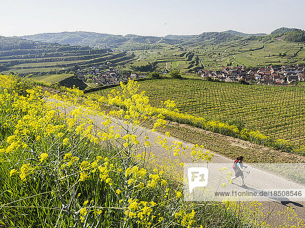 Woman hiking through vineyard terraces and village of Oberrotwei  Baden-Württemberg  Germany