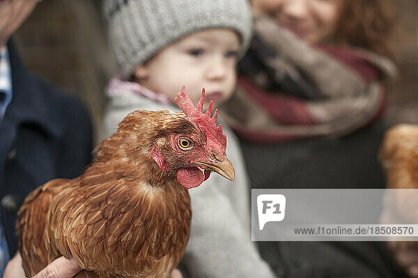 Nahaufnahme eines Hühnervogels mit Familie im Hintergrund  Bayern  Deutschland