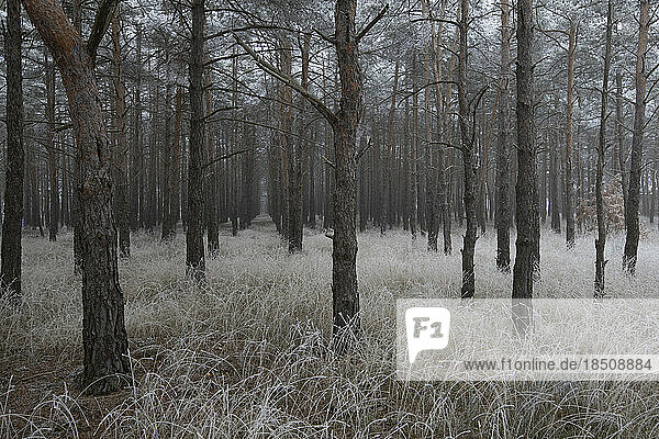 Icy forest at morning in winter
