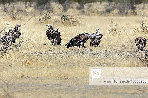 Lappetfaced Vulture at Etosha National Park  Namibia  Africa