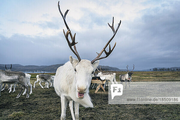 White Reindeer Herd