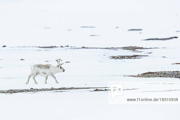 a reindeer walks in a winter landscape  the ground is visible by place